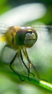 Tyriobapta torrida Tyriobapta torrida, commonly known as the Torrid Land Snail, is a species found in tropical regions of Asia. With its striking shell adorned in vibrant hues of orange and brown, this terrestrial gastropod captures attention. Its ecological role and habitat preferences contribute to the rich biodiversity of its native ecosystems. Bark Dragonfly,Geotagged,Spring,Sri Lanka,Tyriobapta torrida