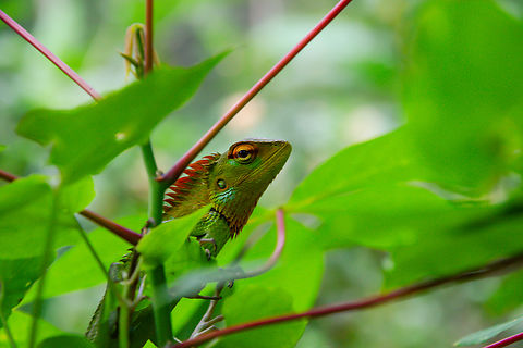 Furcifer angeli Furcifer angeli, or Angel's Chameleon, is a mesmerizing reptile native to Madagascar. Known for its intricate color patterns and remarkable ability to change hue, this arboreal species navigates lush forest canopies with ease. Its slender body and specialized feet exemplify adaptations honed for life among the island's diverse vegetation. Angel's chameleon,Furcifer angeli,Geotagged,Sri Lanka