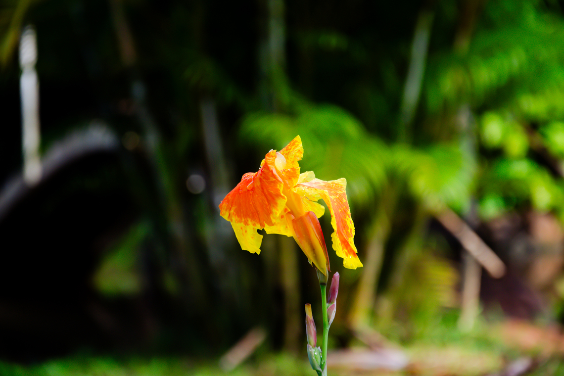 Canna indica Canna indica, commonly known as Indian shot or African arrowroot, is a tropical flowering plant renowned for its bold foliage and vibrant blooms. With large, paddle-shaped leaves and fiery red, orange, or yellow flowers, it adds a tropical flair to gardens and landscapes worldwide. Its rhizomatous growth habit ensures vigorous propagation. American bellflower,Campanula americana,Canna indica,Geotagged,Indian-Shot,Sri Lanka