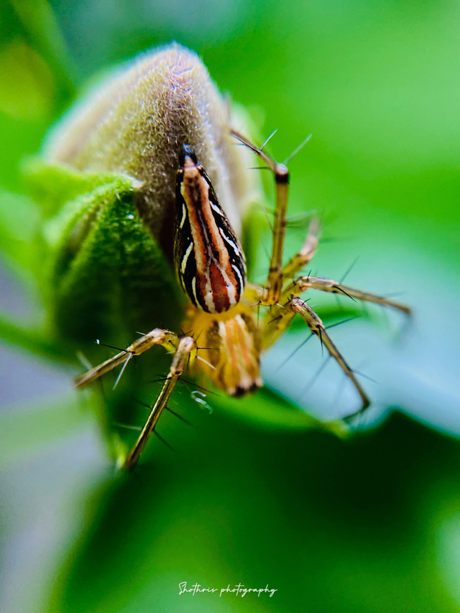Oxyopes macilentus Oxyopes macilentus, a species of lynx spider, is a slender and agile arachnid found in various habitats worldwide. Recognizable by its elongated body and long, spiny legs, it&#039;s an efficient hunter, preying on small insects. Its cryptic coloration and keen eyesight make it a formidable predator in its ecological niche. Eurasian lynx,Geotagged,Green lynx spider,Lean lynx spider,Lynx lynx,Oxyopes macilentus,Peucetia viridans,Sri Lanka