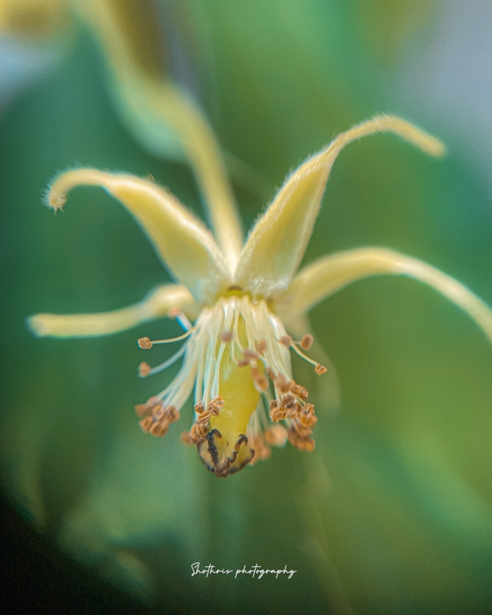 Grewia laevigata Grewia laevigata, commonly known as the smooth-leafed raisin, is a deciduous shrub or small tree native to Africa and parts of Asia. With smooth, elliptic leaves and small, edible fruits, it holds cultural significance and is utilized in traditional medicine. Its drought tolerance and adaptability make it valuable in landscaping and reforestation efforts. Geotagged,Grewia laevigata,Spring,Sri Lanka
