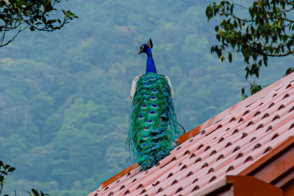 The Indian peafowl The Indian peafowl, also known as the peacock, is a majestic bird native to the Indian subcontinent. Renowned for its vibrant plumage, the male displays iridescent blue-green feathers and a mesmerizing tail adorned with &quot;eyespots&quot; during courtship. Symbolizing beauty and grace, it&#039;s an iconic species in Indian culture and wildlife conservation. Geotagged,Indian peafowl,Pavo cristatus,Sri Lanka