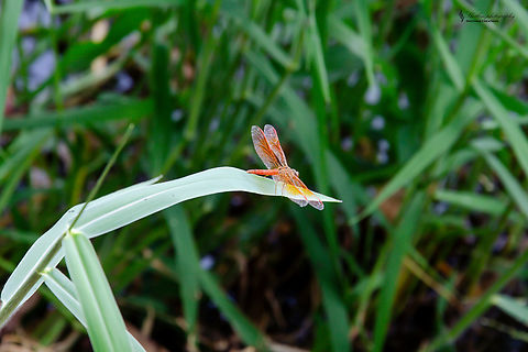 The flame skimmer The flame skimmer, or Libellula saturata, is a dazzling dragonfly species native to western North America. Its vibrant red-orange body and transparent wings make it unmistakable in flight. As a voracious predator of flying insects, it plays a vital role in maintaining ecological balance in its riparian habitats. Flame skimmer,Geotagged,Libellula saturata,Sri Lanka