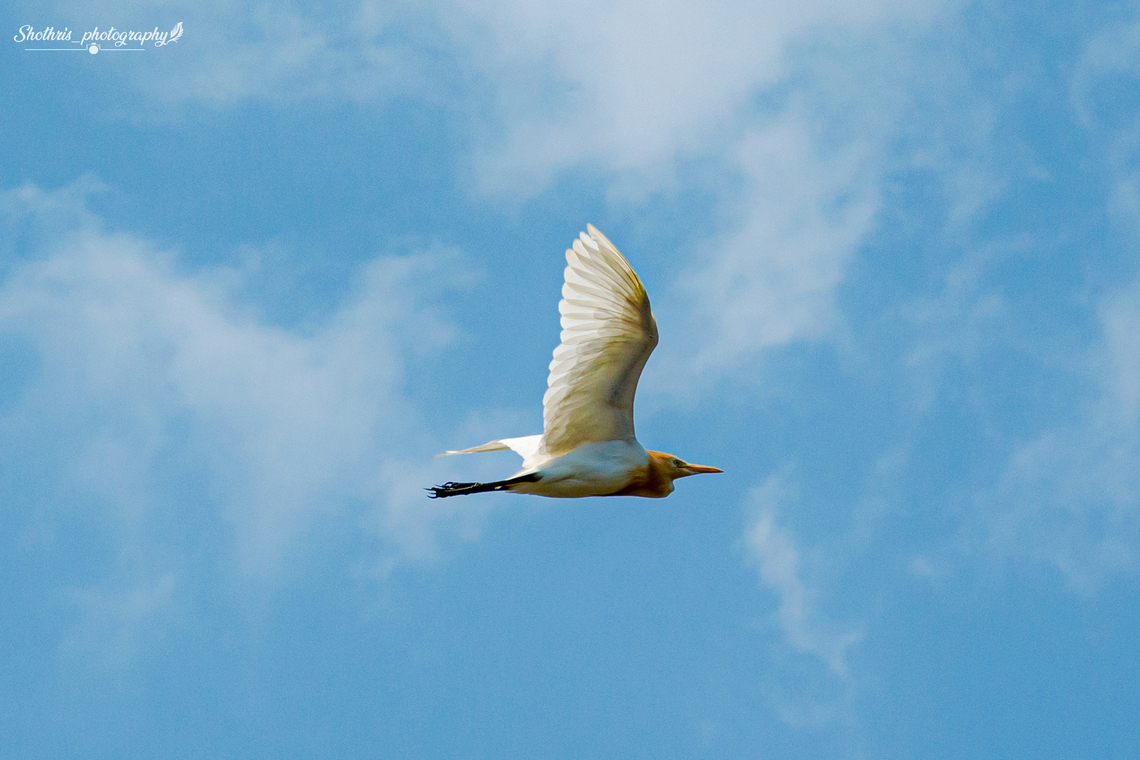 The eastern cattle egret The eastern cattle egret, or Bubulcus coromandus, is a common sight across Asia and Australasia. Sporting a stark white plumage and yellow beak, it often accompanies livestock, feeding on insects disturbed by grazing. This symbiotic relationship benefits both egret and cattle, showcasing nature's harmonious connections in agricultural landscapes. Bubulcus ibis,Geotagged,Sri Lanka,Western cattle egret