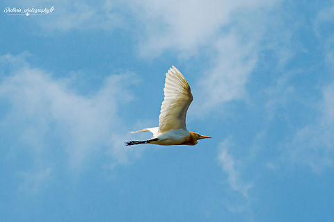 The eastern cattle egret The eastern cattle egret, or Bubulcus coromandus, is a common sight across Asia and Australasia. Sporting a stark white plumage and yellow beak, it often accompanies livestock, feeding on insects disturbed by grazing. This symbiotic relationship benefits both egret and cattle, showcasing nature's harmonious connections in agricultural landscapes. Bubulcus ibis,Geotagged,Sri Lanka,Western cattle egret