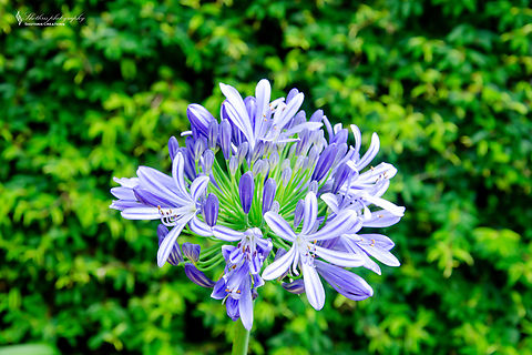 DSC_0526  African lily,Agapanthus africanus,Agapanthus praecox,Blue Lily,Geotagged,Sri Lanka