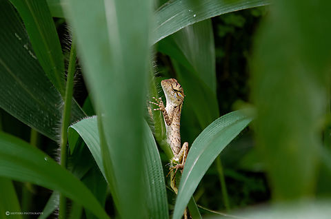The oriental garden lizard The oriental garden lizard (Calotes versicolor) is a colorful, adaptable reptile native to South Asia. It features a spiny back, a pointed head, and can change color to blend into its surroundings. These lizards thrive in various habitats, from forests to urban areas, and feed on insects. Calotes versicolor,Geotagged,Oriental garden lizard,Sri Lanka