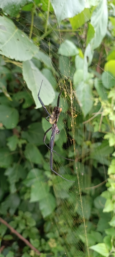 Trichonephila fenestrata Foto in West Africa ,Angola ,Cabinda near Mayombe forest  Angola,Geotagged,Hairy Golden Orb-weaving Spider,Summer,Trichonephila fenestrata