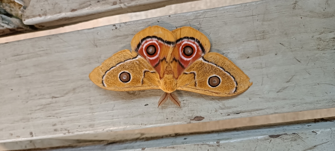 Gonimbrasia Foto in West Africa ,Angola ,Cabinda near Mayombe forest Angola,Geotagged,Gonimbrasia belina,Mopane worm,Summer