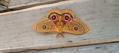 Gonimbrasia Foto in West Africa ,Angola ,Cabinda near Mayombe forest Angola,Geotagged,Gonimbrasia belina,Mopane worm,Summer