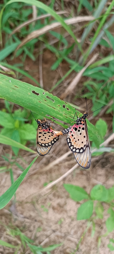 Tawny coster Foto in West Africa ,Angola ,Cabinda near Mayombe forest Acraea terpsicore,Angola,Geotagged,Summer,Tawny coster