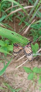 Tawny coster Foto in West Africa ,Angola ,Cabinda near Mayombe forest Acraea terpsicore,Angola,Geotagged,Summer,Tawny coster