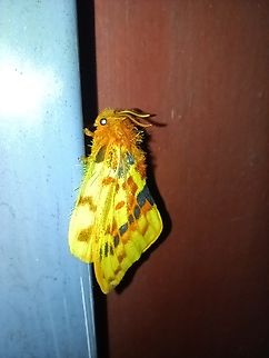 Yellow moth Foto in West Africa ,Angola ,Cabinda near Mayombe forest Angola,Chrysopsyche mirifica,Dysphania sagana,Geotagged,Spring,Yellow moth