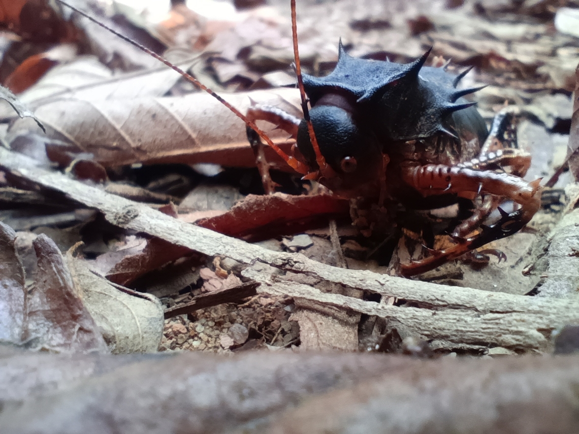 Cosmoderus Femoralis Angola ,cabinda , Cacongo ,near Mayombe forest  Angola,Cosmoderus Femoralis,Geotagged,Winter