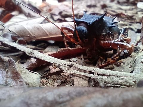 Cosmoderus Femoralis Angola ,cabinda , Cacongo ,near Mayombe forest  Angola,Cosmoderus Femoralis,Geotagged,Winter