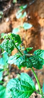 Variegated Grasshopper