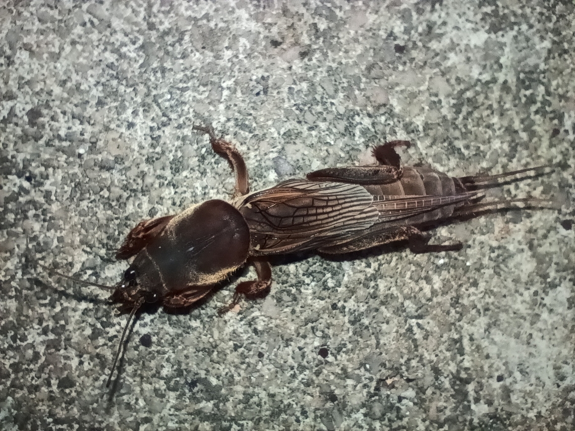 Gryllotalpa africana Angola ,Cabinda ,Cacongo ,near Mayombe forest  Angola,Geotagged,Gryllotalpa africana,Spring