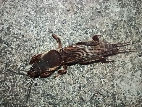 Gryllotalpa africana Angola ,Cabinda ,Cacongo ,near Mayombe forest  Angola,Geotagged,Gryllotalpa africana,Spring