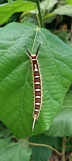 Caterpillar Angola ,Cabinda,Cacongo near Mayombe forest  Angola,Geotagged,Summer