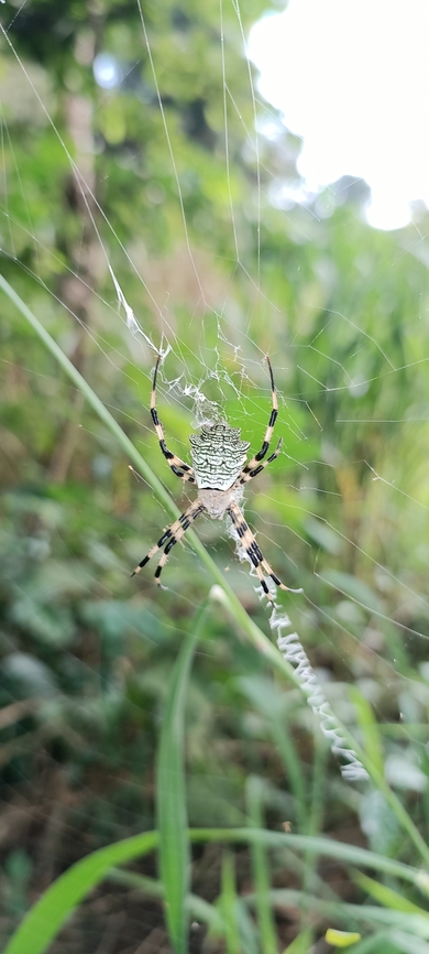 Silver Argiope Angola, Cabinda, Cacongo near Mayombe forest