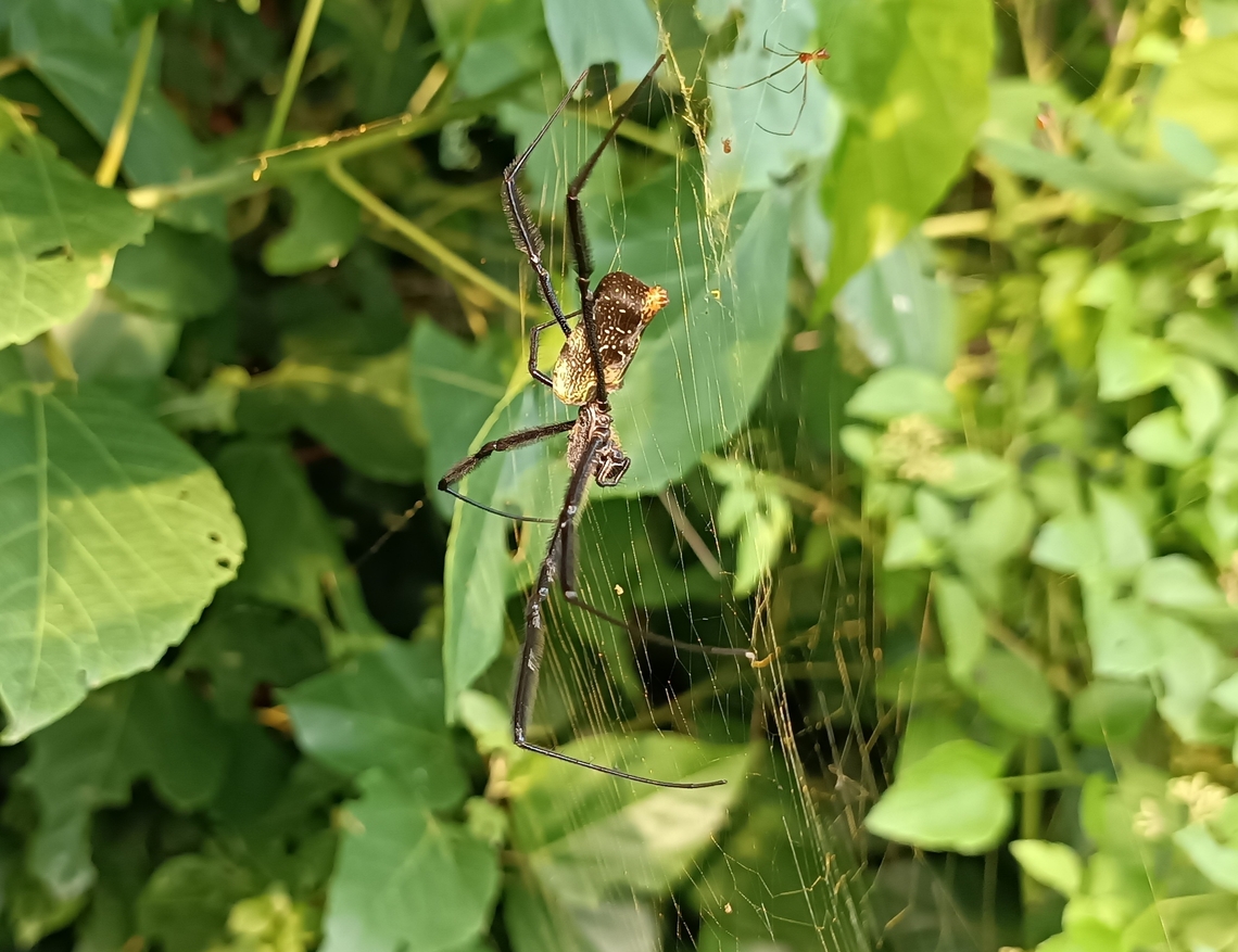 Trichonephila fenestrata Both female and male into the beautiful golden web .<br />
Cacongo, Cabinda ,Angola near Mayombe forest  Angola,Geotagged,Hairy Golden Orb-weaving Spider,Summer,Trichonephila fenestrata