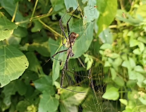 Trichonephila fenestrata Both female and male into the beautiful golden web .
Cacongo, Cabinda ,Angola near Mayombe forest  Angola,Geotagged,Hairy Golden Orb-weaving Spider,Summer,Trichonephila fenestrata