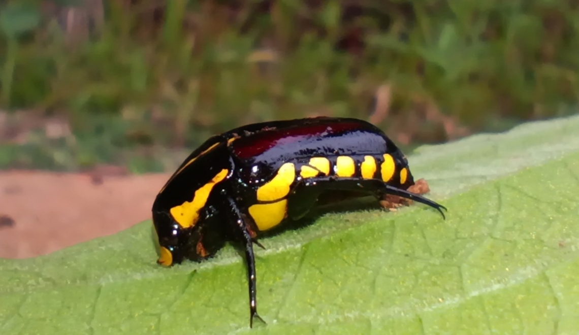 Purple predatory chafer Cacongo , Cabinda , Angola near Mayombe forest  Angola,Campsiura cognata,Geotagged,Purple Predatory Chafer,Summer