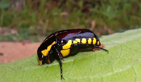 Purple predatory chafer Cacongo , Cabinda , Angola near Mayombe forest  Angola,Campsiura cognata,Geotagged,Purple Predatory Chafer,Summer