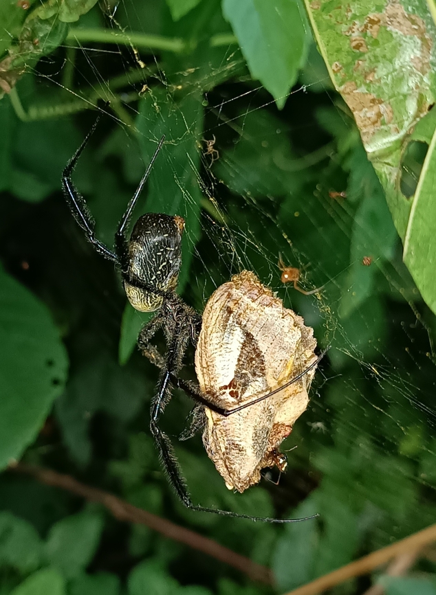 Trichonephila fenestrata Trichonephila fenestrata with is hunt and is little baby&#039;s.<br />
 3&ordm; week I observe, now the abdomen it&#039;s mor bigger , let&#039;s try follow this creature .<br />
Angola, cabinda , Cacongo near Mayombe forest  Angola,Geotagged,Hairy Golden Orb-weaving Spider,Summer,Trichonephila fenestrata