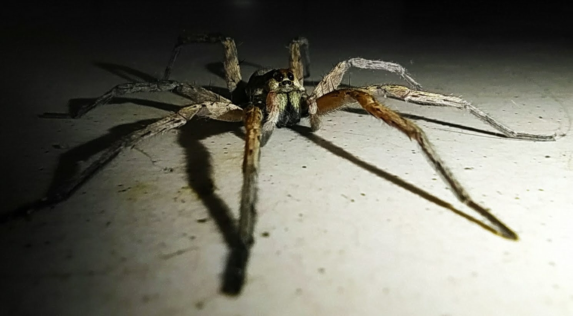 Huntsman spider Huntsman spider checking my room , malongo oil camp , chevron , Cabinda  Angola,Geotagged,Heterapoda venatoria,Heteropoda venatoria,Winter
