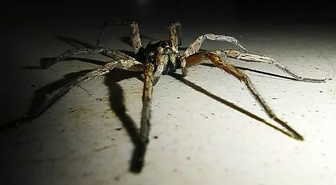 Huntsman spider Huntsman spider checking my room , malongo oil camp , chevron , Cabinda  Angola,Geotagged,Heterapoda venatoria,Heteropoda venatoria,Winter
