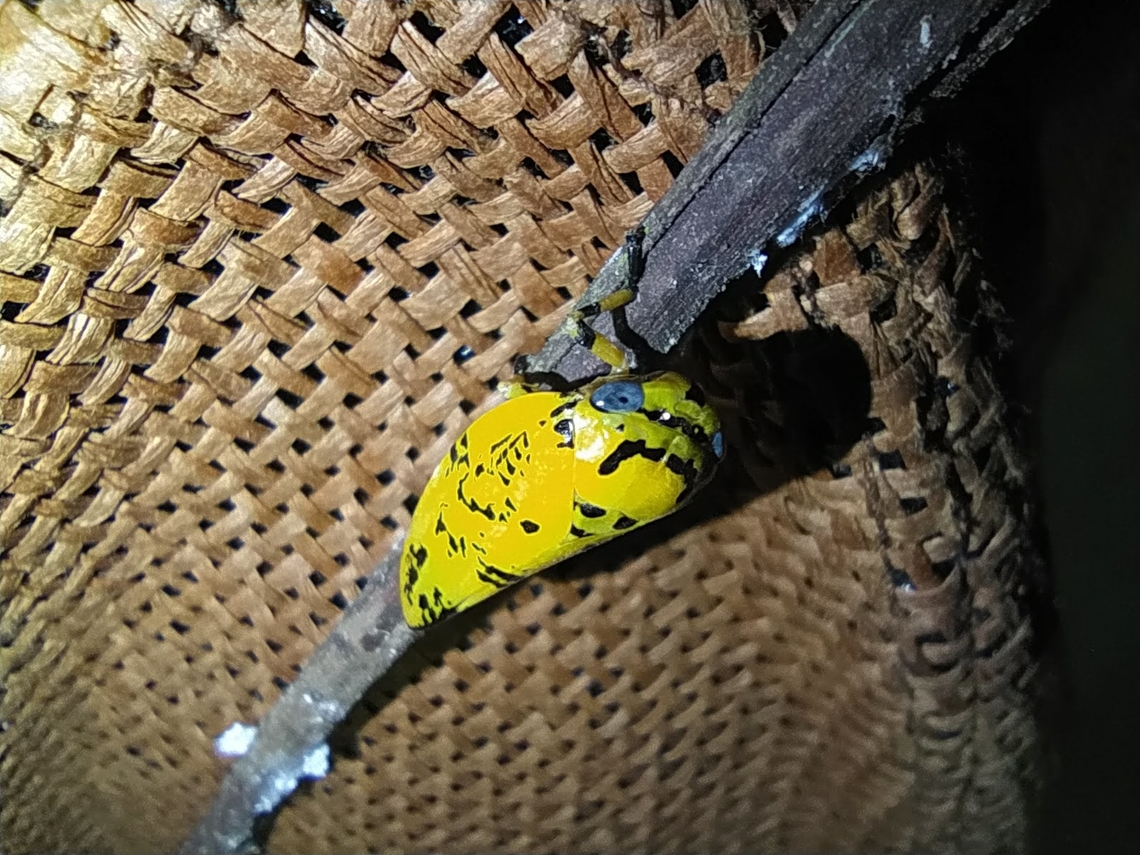 Yellow spittle bug A beautiful yellow bug chilling in the night  Angola,Geotagged,Ptyelus flavescens,Spring