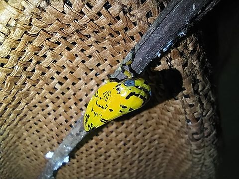 Yellow spittle bug A beautiful yellow bug chilling in the night  Angola,Geotagged,Ptyelus flavescens,Spring