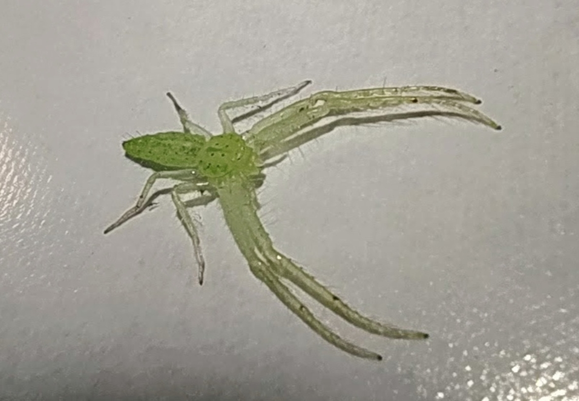 Elongate Green Crab Spider A very small one ( macro on a mobile ) Angola,Geotagged,Winter,oxytate