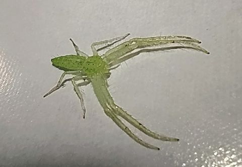 Elongate Green Crab Spider A very small one ( macro on a mobile ) Angola,Geotagged,Winter,oxytate