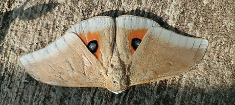 Pseudobunaea pallens A beautiful moth on the flour in the entrance of malongo camp golf camp ,Angola ,Cabinda  Angola,Geotagged,Pseudobunaea pallens,Summer
