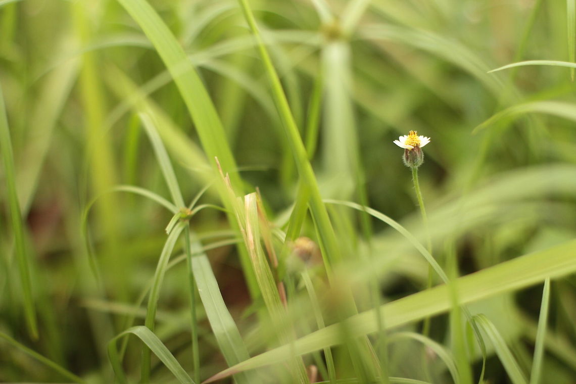 Little Daisy I shot this using Asahi Takumar SMC 50mm f1.4 near beach at Sambu Island, Indonesia Geotagged,Indonesia,Spring