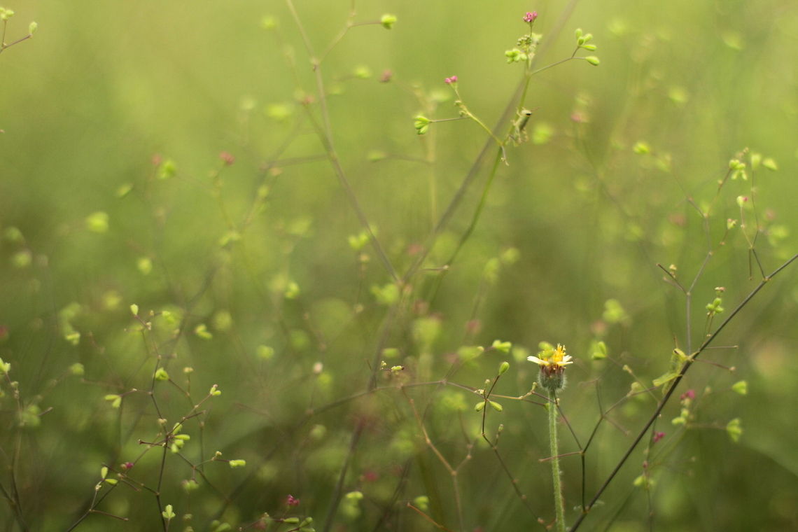 Grasshopper Little Jungle I shot this near beach at Sambu Island, Indonesia using Asahi Takumar SMC 50mm f1.4. Exif will show f/infinity. I can&#039;t find any match this species with identify tools. Geotagged,Indonesia,Spring,grasshopper,indonesia
