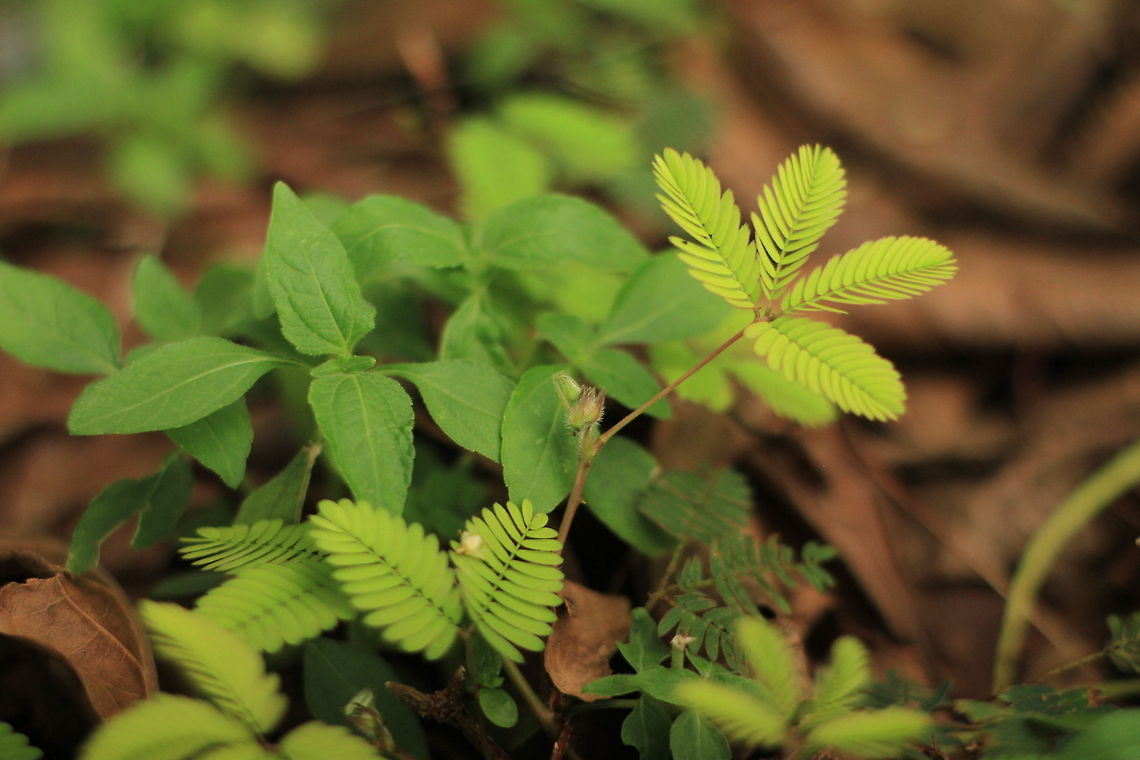 Mimosa Pudica Since my childhood, I&#039;m always fascinating by this plant. Has a unique self defending system.In Indonesia we name this plant with &quot;Puteri Malu&quot; mean &quot;shy princess&quot;. Geotagged,Indonesia,Mimosa pudica,indonesia,mimosa pudica