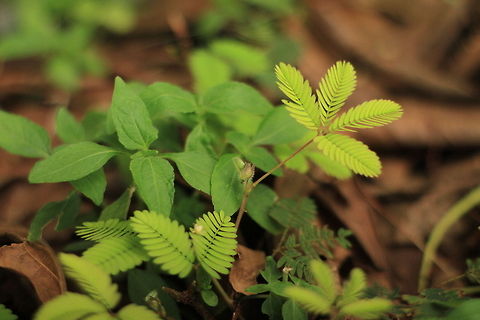 Mimosa Pudica Since my childhood, I'm always fascinating by this plant. Has a unique self defending system.In Indonesia we name this plant with "Puteri Malu" mean "shy princess". Geotagged,Indonesia,Mimosa pudica,indonesia,mimosa pudica