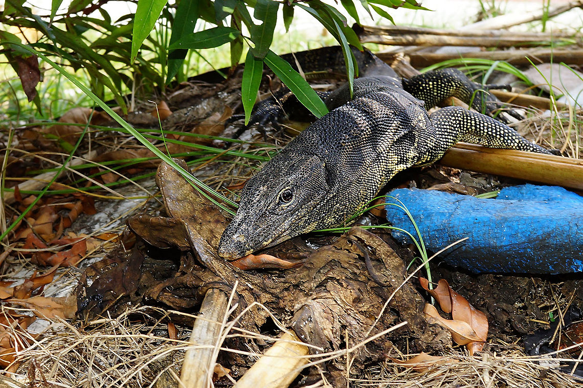 Biawak or Goanna Lizard In my country we name this Goanna Lizard with Biawak. Biawak,Geotagged,Indonesia,Lizard,Sambu Island,Varanus salvator,Water Monitor