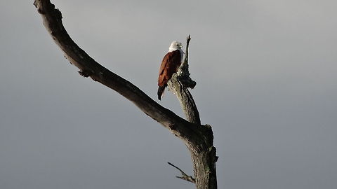 Brahminy Kite  Brahminy Kite,Geotagged,Haliastur indus,India