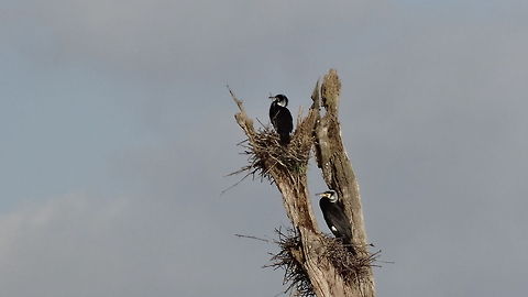 Cormorant  Geotagged,Great Cormorant,India,Phalacrocorax carbo