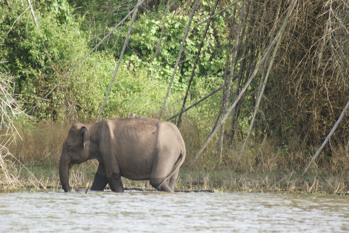 Indian Elephant  Asian elephant,Elephas maximus,Elephas maximus indicus,Indian Elephant