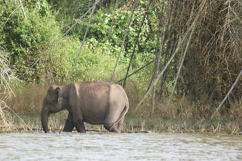 Indian Elephant  Asian elephant,Elephas maximus,Elephas maximus indicus,Indian Elephant