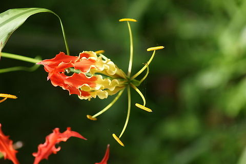 Gloriosa Flower aka Flame Lily  Gloriosa superba