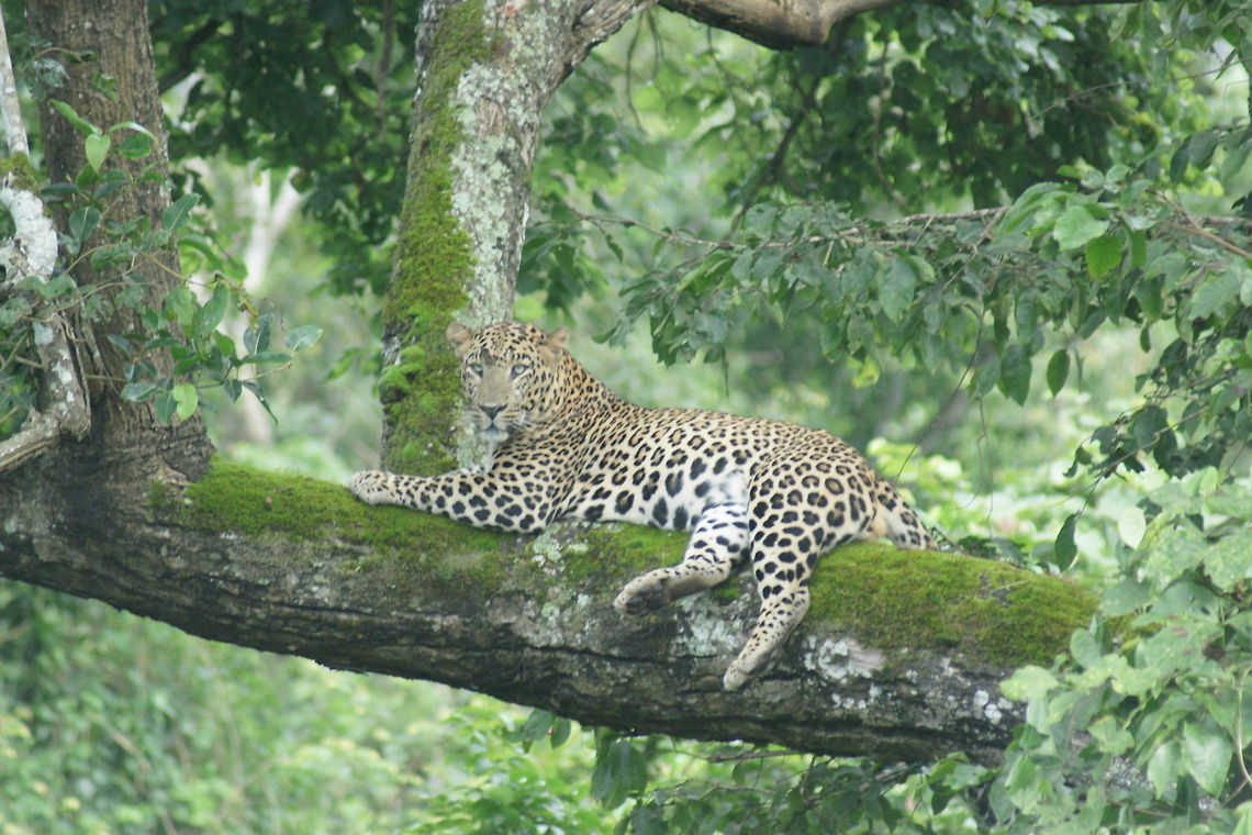 Indian Leopard in wild  Indian leopard,Panthera pardus fusca