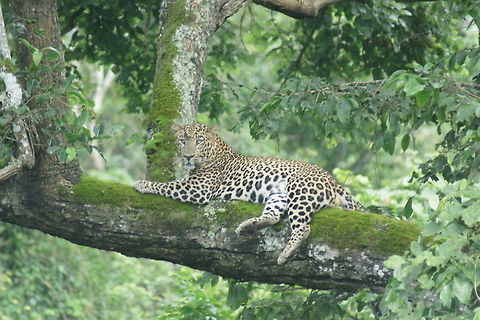 Indian Leopard in wild  Indian leopard,Panthera pardus fusca