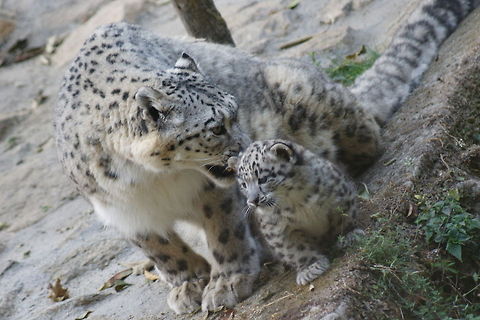 Snow Leopard with cub  Snow leopard,Uncia uncia