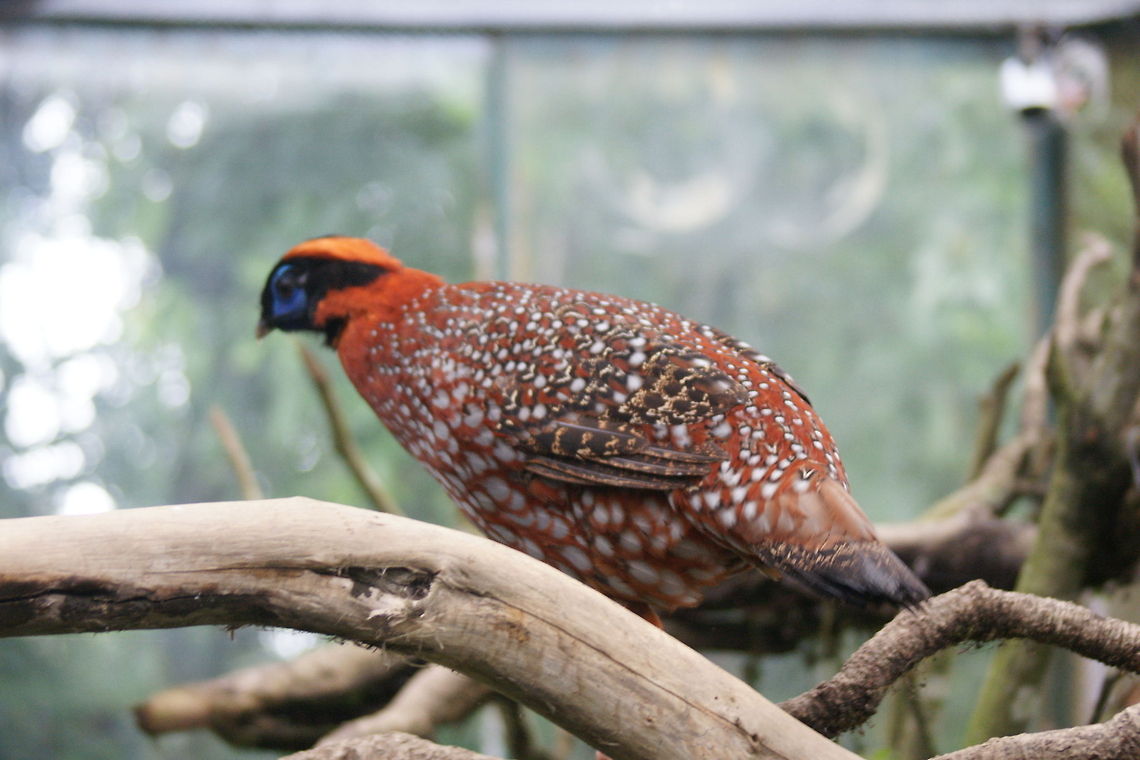 Temminck's Tragopan  China,Geotagged,Temmincks Tragopan,Tragopan temminckii